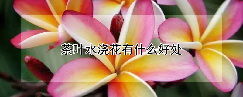 茶叶水浇花有什么好处 茶叶水浇花有什么好处吗