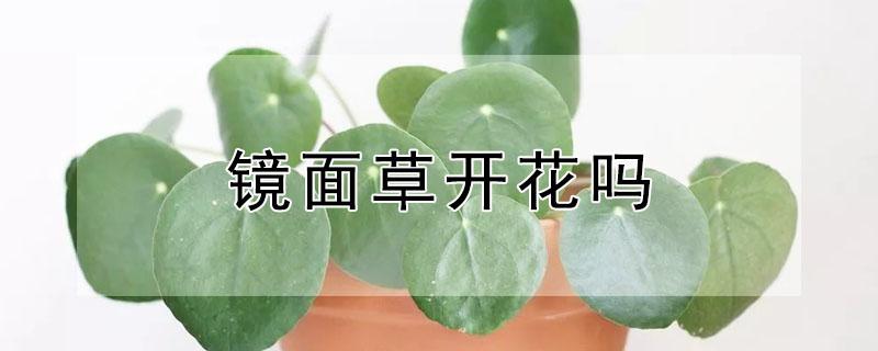 镜面草开花吗（镜面草开什么样的花）