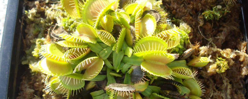 食蝇草有毒吗 食蝇草有毒吗图片