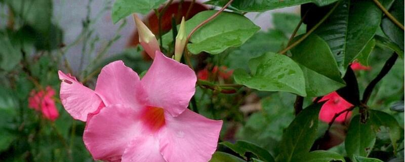 双喜藤如何扦插 双喜藤如何扦插视频