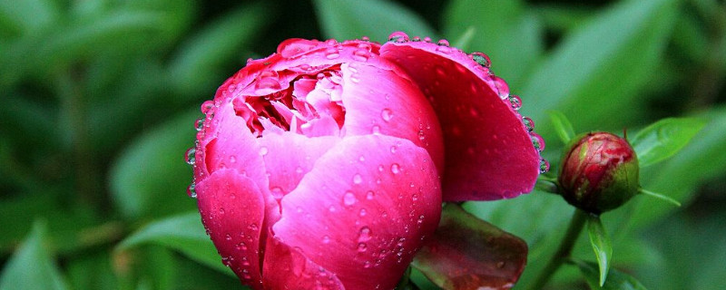 花蕾和花蕊什么区别（花蕾与花蕊有啥区别）