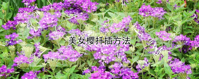 美女樱扦插方法（美女樱桃花能不能扦插）