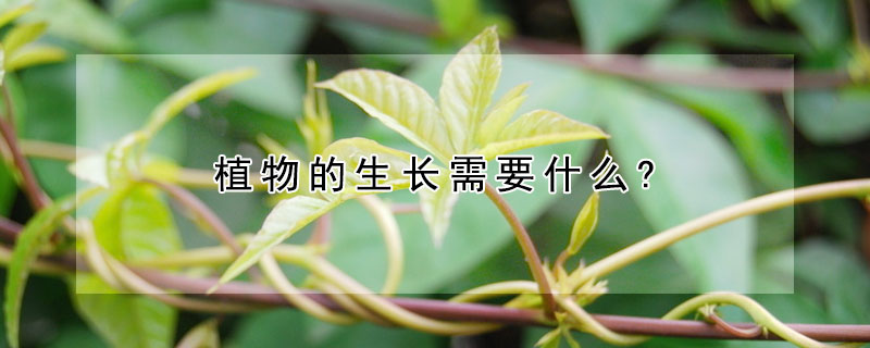 植物的生长需要什么? 海尔蒙的实验证明了植物的生长需要什么