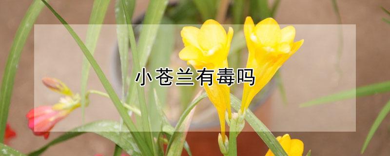 小苍兰有毒吗（香雪兰小苍兰有毒吗）