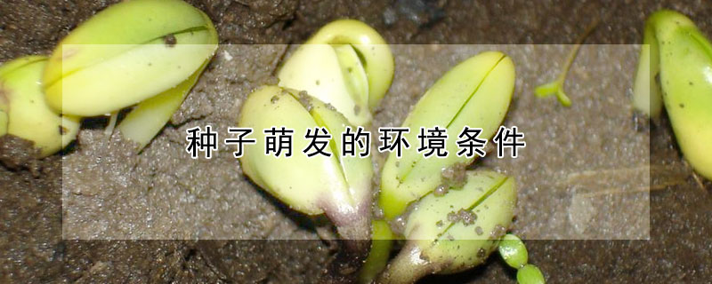 种子萌发的环境条件（种子萌发的环境条件有哪些）