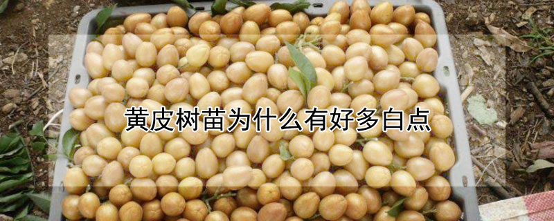 黄皮树苗为什么有好多白点