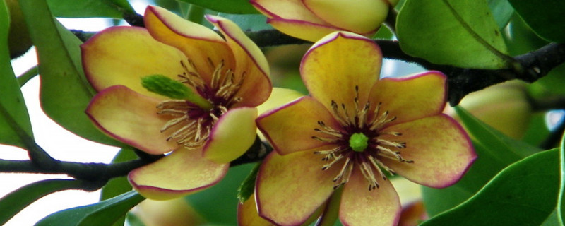 含笑花移植后掉叶子（含笑花移栽后黄叶）