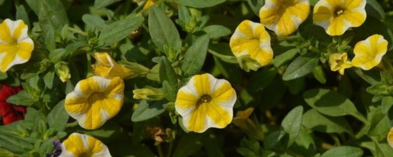 舞春花籽怎么培育（舞春花的种植方法）