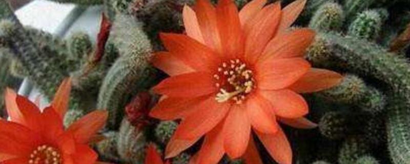 白檀仙人掌的扦插步骤（仙人掌嫁接白檀的方法）