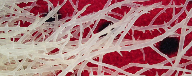 石头上长的石花 石头上长的石花的功效价格