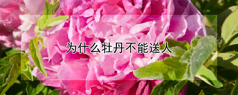 为什么牡丹不能送人 为什么牡丹不能送人了