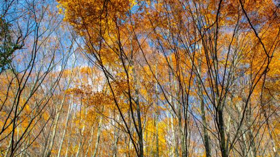 青冈木是什么树 青冈木是什么树的木头