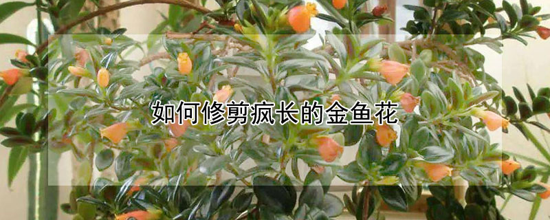 如何修剪疯长的金鱼花 金鱼花开过花怎么修剪