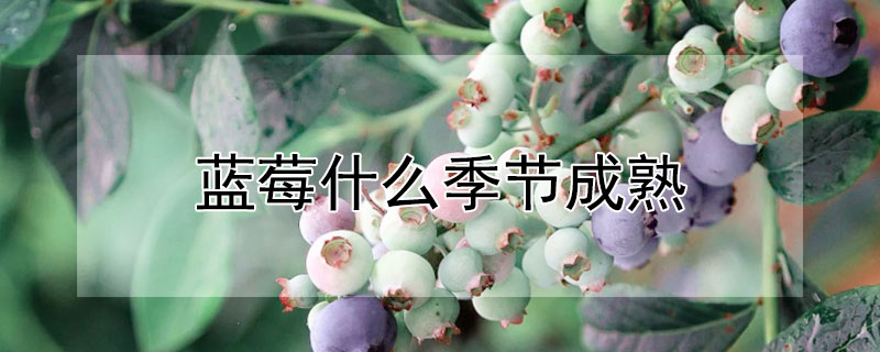 蓝莓什么季节成熟（蓝莓什么季节成熟?）