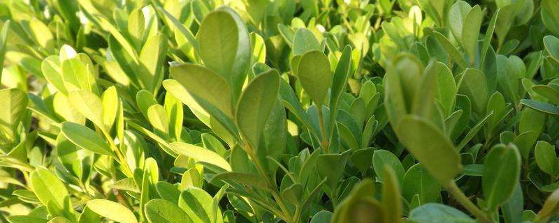 米兰和细叶黄杨的区别 米兰和细叶黄杨的区别在哪里