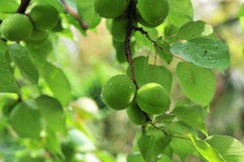 杏仁树和杏树的区别