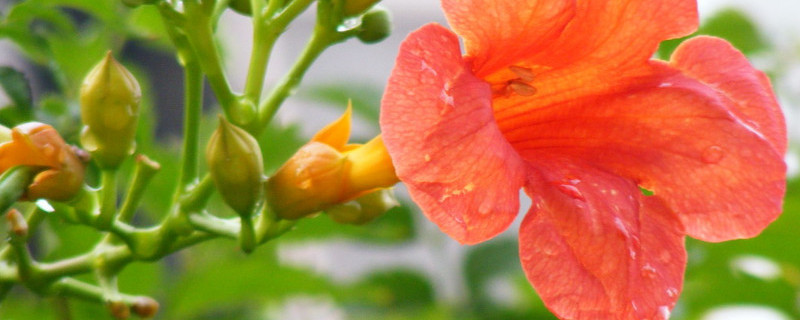 凌霄花冬天落叶吗（凌霄花冬天落叶吗怎么养）