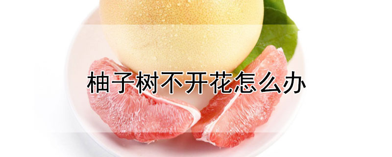 柚子树不开花怎么办 柚子树一直不开花是怎么回事