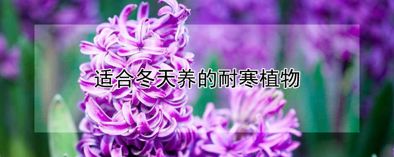 适合冬天养的耐寒植物 适合冬天养的耐寒植物盆栽