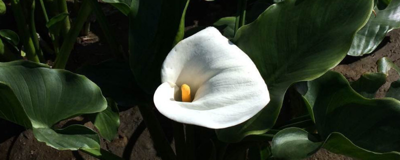 海芋花有毒吗（海芋植物有毒吗）