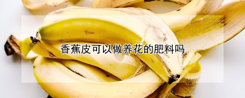 香蕉皮可以做养花的肥料吗（香蕉皮可以直接做花肥吗）