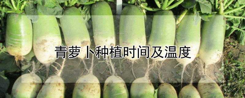 青萝卜种植时间及温度（青萝卜种植的时间和方法）