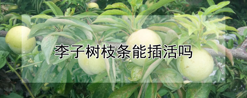 李子树枝条能插活吗 李子树枝条能插活吗视频