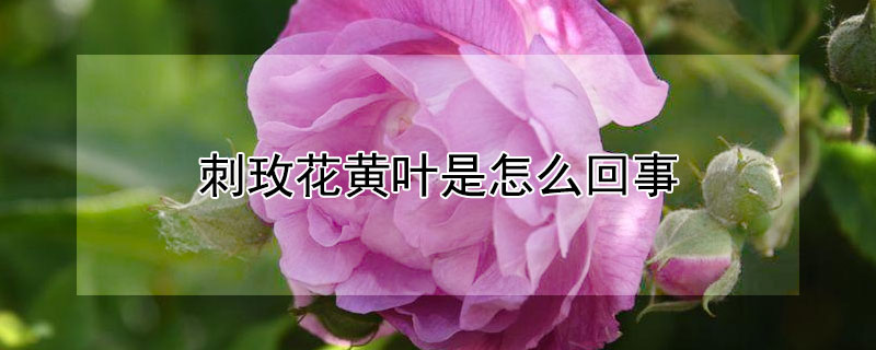 刺玫花黄叶是怎么回事（刺玫花黄叶子怎么办）