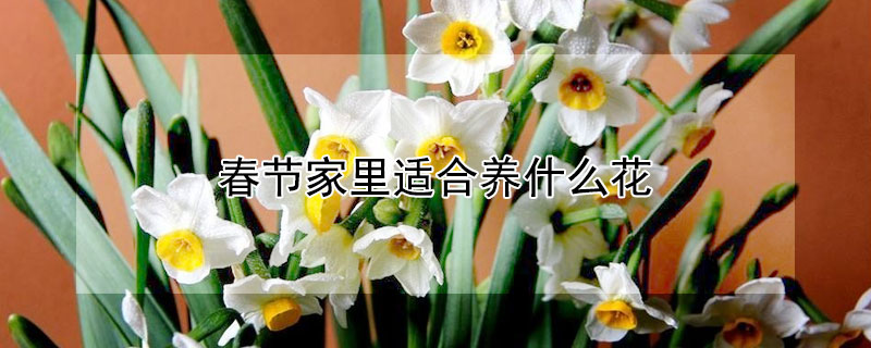 春节家里适合养什么花 春节家里适合养什么花好