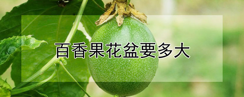 百香果花盆要多大 百香果需要多大的花盆