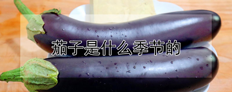 茄子是什么季节的（茄子是什么季节的水饿蔬菜）