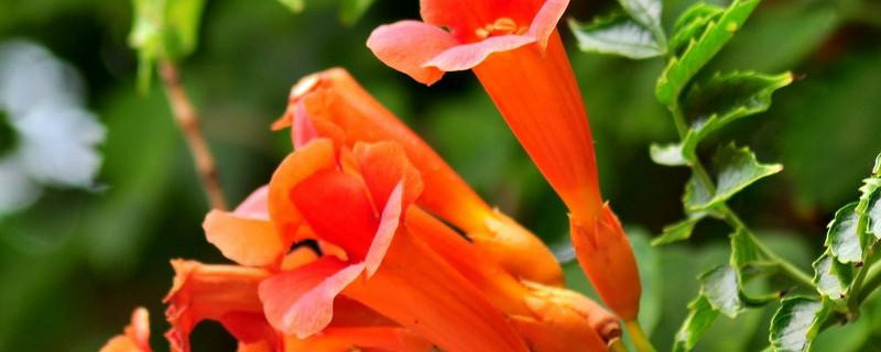 凌霄花小苗几年能开花（凌霄花小苗一年能长多大）