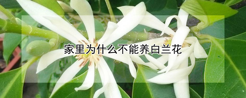 家里为什么不能养白兰花（白兰花为什么不能在家养）