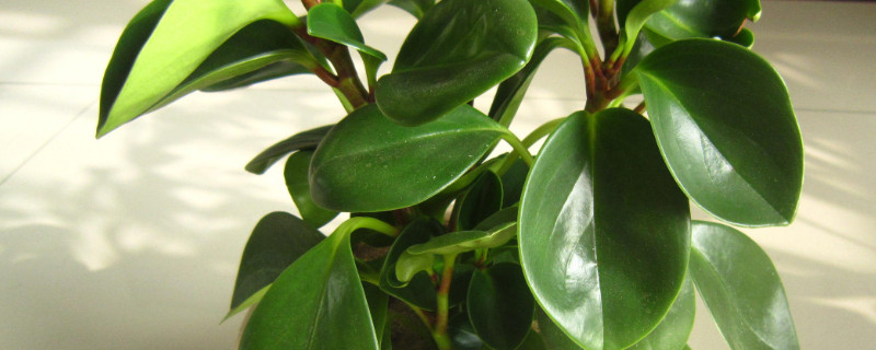 发黑的碧玉如何处理（发黑的碧玉如何处理干净）