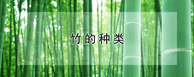 竹的种类 过年的烟花爆竹的种类