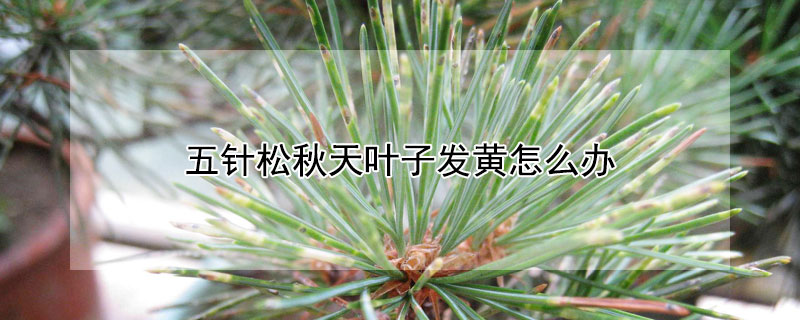 五针松秋天叶子发黄怎么办 五针松叶发黄了怎么办?