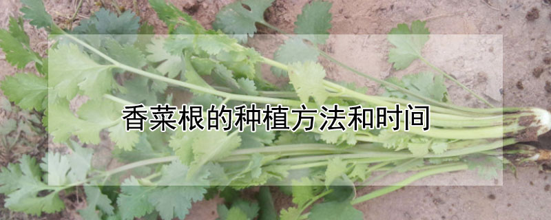 香菜根的种植方法和时间 香菜根的种植方法和时间图片