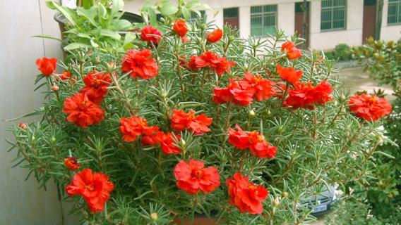 太阳花是什么花（太阳花是什么花语）