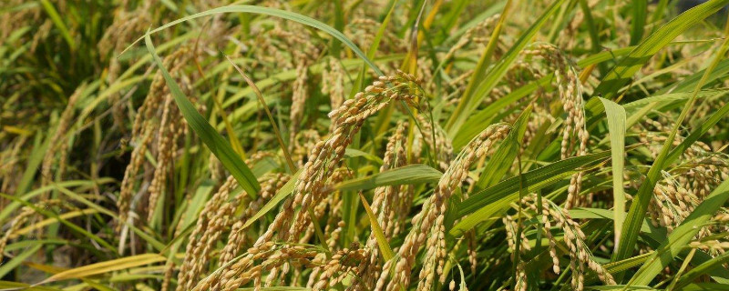 稻谷和小麦有什么区别 稻谷大米小麦有什么区别