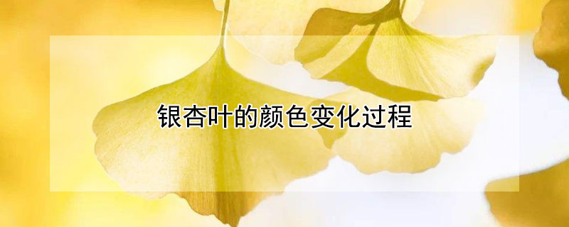 银杏叶的颜色变化过程（银杏叶颜色变化过程手工图）