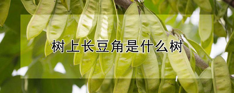 树上长豆角是什么树 树上豆角是什么树可以治疗耳鸣
