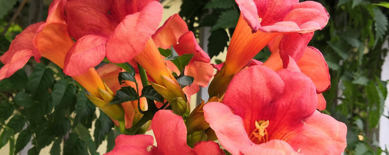 凌霄花一年能爬多高（凌霄花一年能长几米）