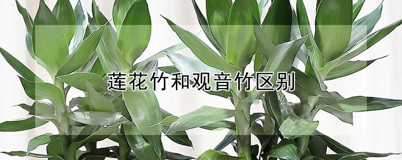 莲花竹和观音竹区别（莲花竹和观音竹区别在哪）
