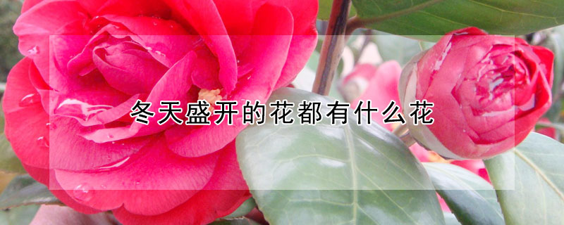 冬天盛开的花都有什么花（冬天盛开的花都有什么花名）