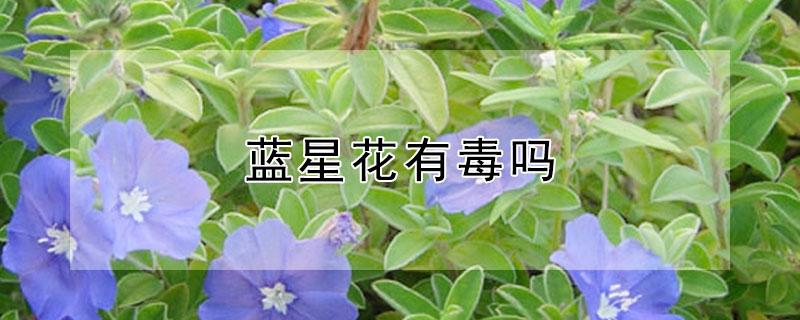 蓝星花有毒吗（蓝星花有毒吗?）