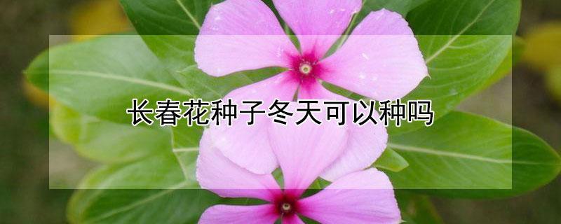 长春花种子冬天可以种吗（长春花种子冬天可以种吗）