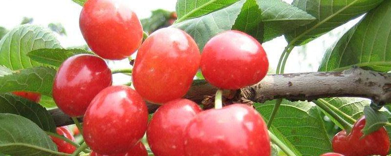 盆栽樱桃树怎么养（盆栽樱桃树怎么养护和管理）