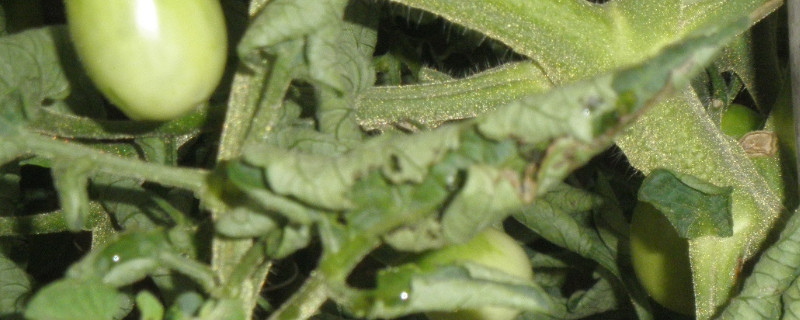 番茄卷叶病怎么治疗（番茄卷叶是什么病怎么治疗）