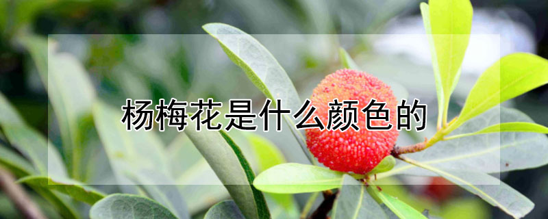 杨梅花是什么颜色的 杨梅花是什么颜色的花