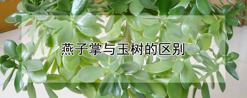 燕子掌与玉树的区别（燕子掌跟玉树的区别）